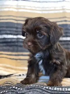 Yorkshire- Terrier - Photo 7