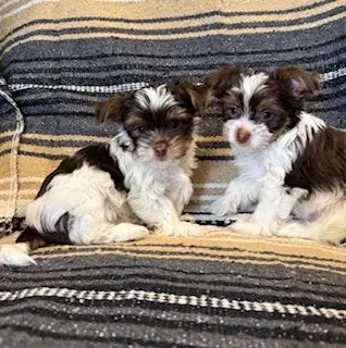 Yorkshire- Terrier - Photo 8