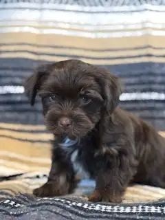 Yorkshire- Terrier - Photo 9