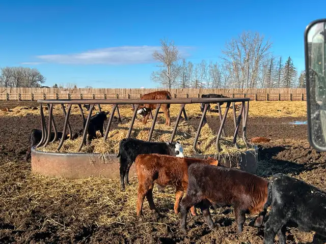 3 week old heifer calf