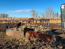 3 week old heifer calf