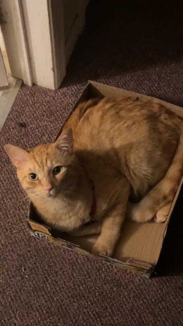 cat for sale - Photo 2