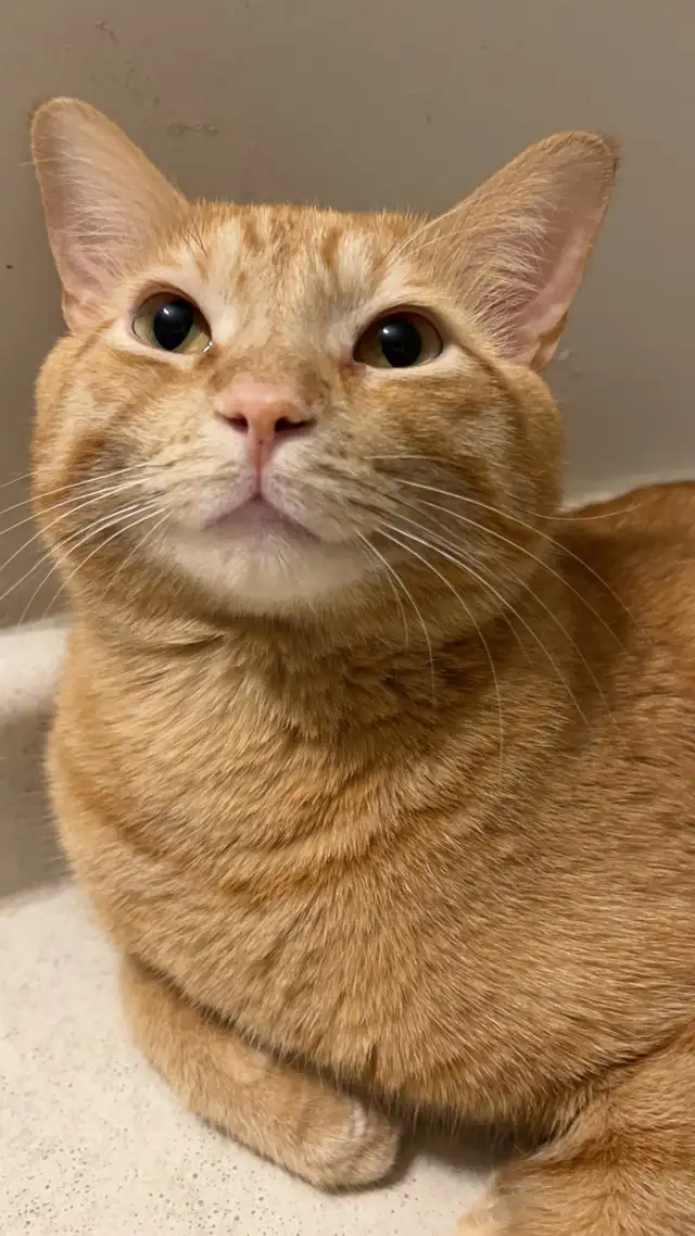 cat for sale - Photo 3