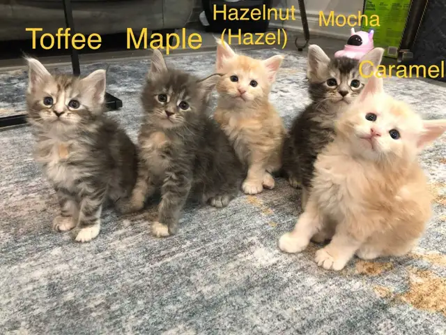 Meet Your Future Gentle Giant – Purebred Maine Coon Kittens
