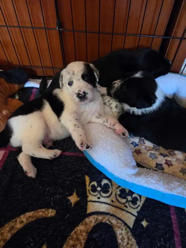 uniquely marked mixed breed puppy's