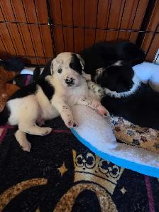 uniquely marked mixed breed puppy's