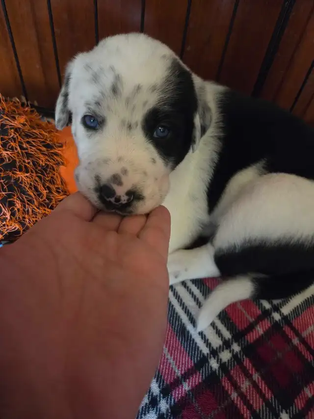 uniquely marked mixed breed puppy's - Photo 2