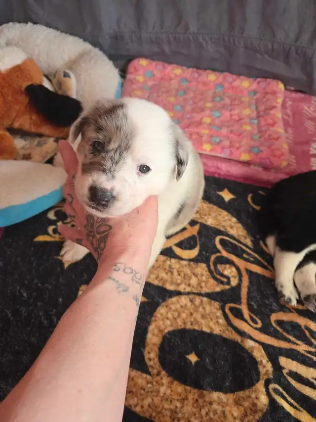 uniquely marked mixed breed puppy's - Photo 3