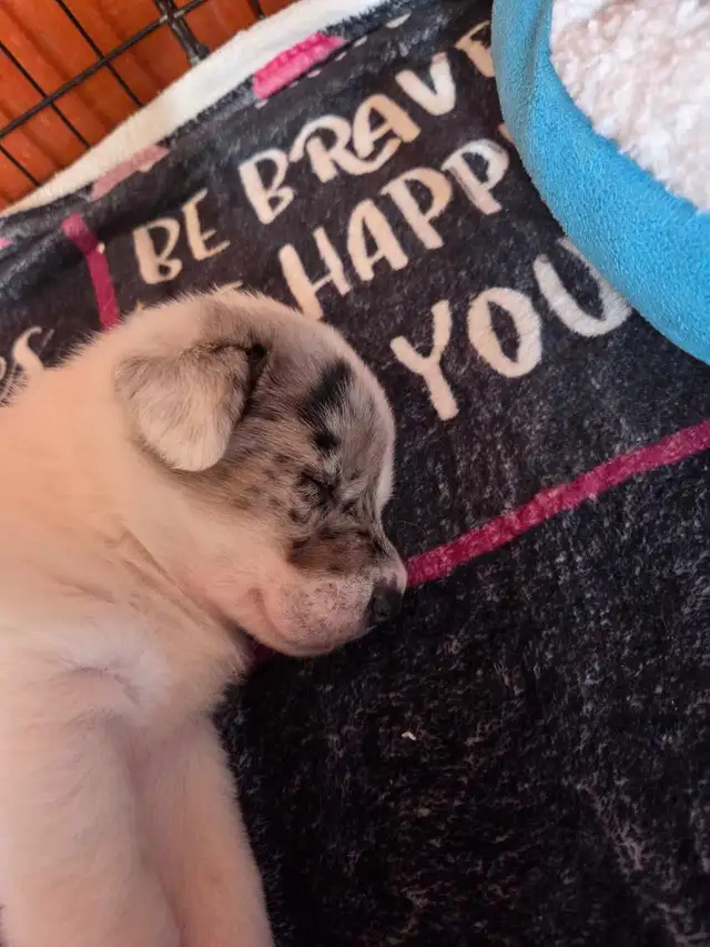 uniquely marked mixed breed puppy's - Photo 4