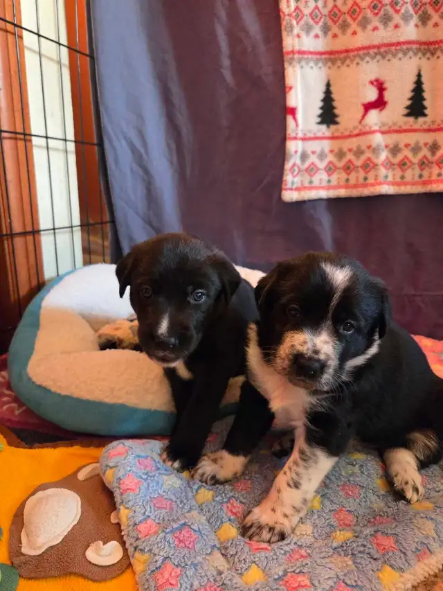 uniquely marked mixed breed puppy's - Photo 5