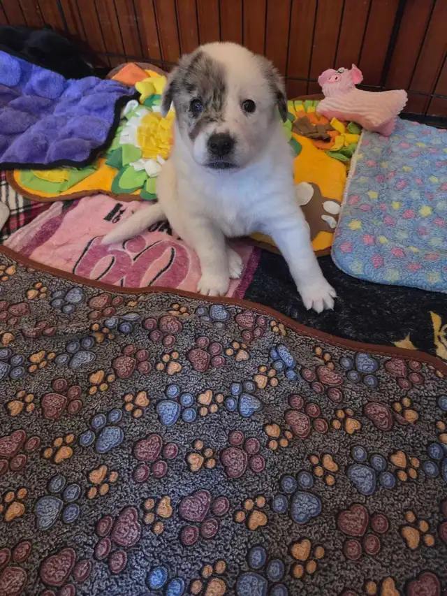 uniquely marked border Collie mix  puppy's - Photo 3