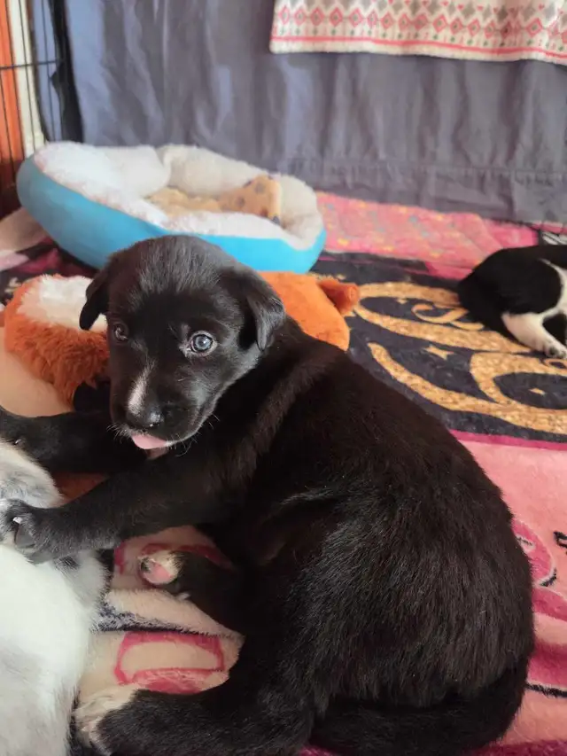 uniquely marked border Collie mix  puppy's - Photo 6