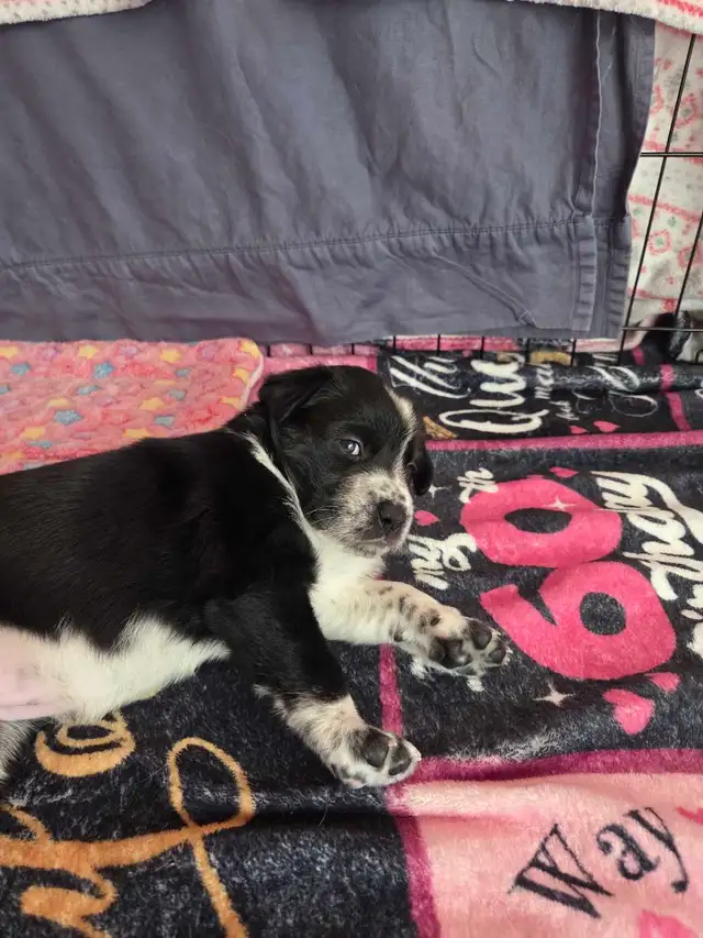 uniquely marked border Collie mix  puppy's - Photo 7