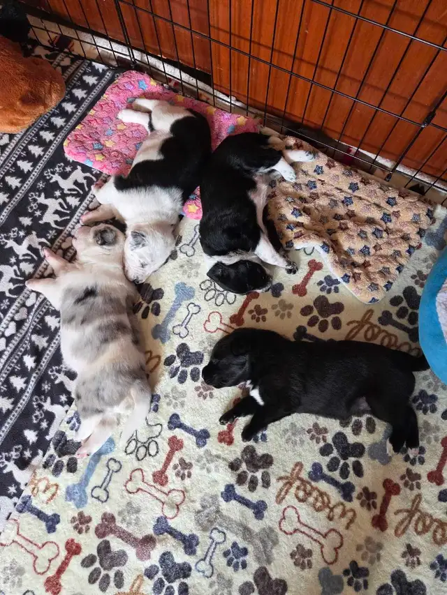 uniquely marked border Collie mix  puppy's - Photo 8