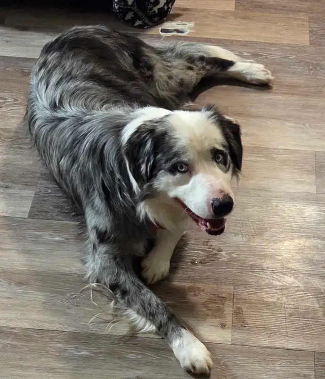 uniquely marked border Collie mix  puppy's - Photo 9