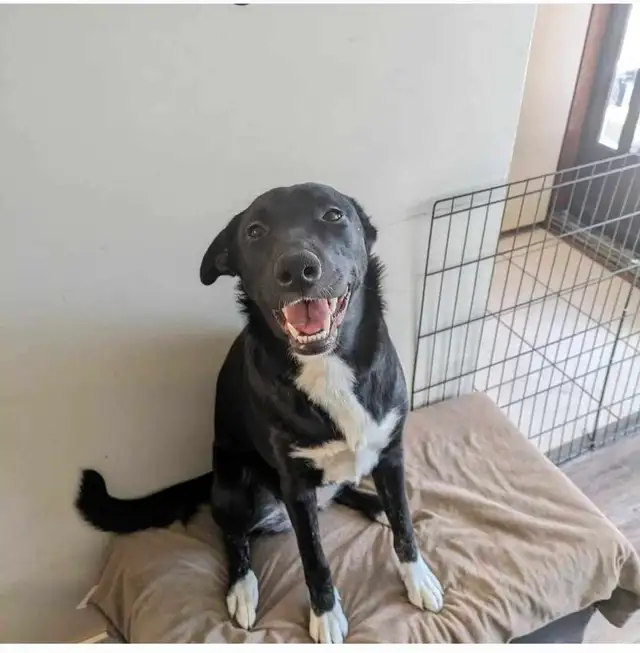 uniquely marked border Collie mix  puppy's - Photo 10