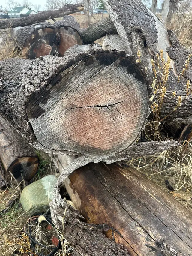 Walnut  logs - Photo 2