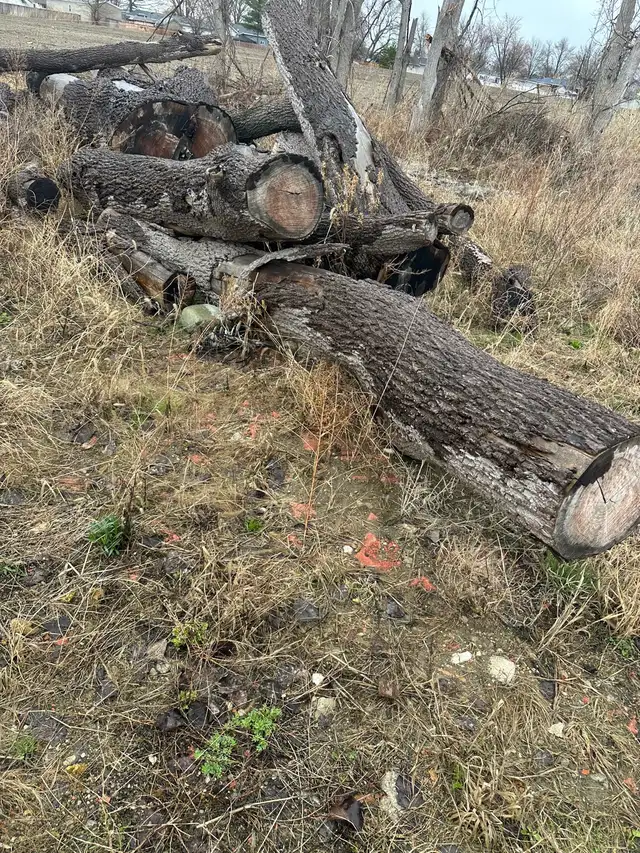 Walnut  logs - Photo 3