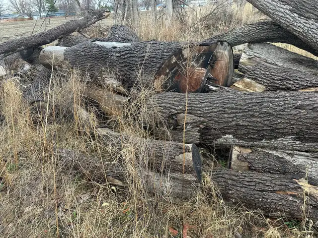 Walnut  logs - Photo 4