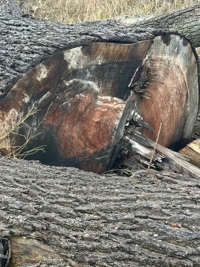 Walnut  logs - Photo 5