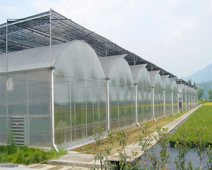 12x24m Steel Frame Greenhouse