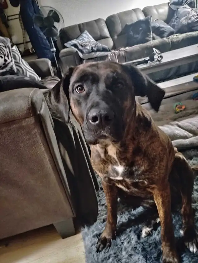 Seeking a Male Bullmastiff to Breed with My Female.