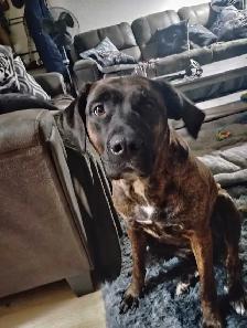Seeking a Male Bullmastiff to Breed with My Female.