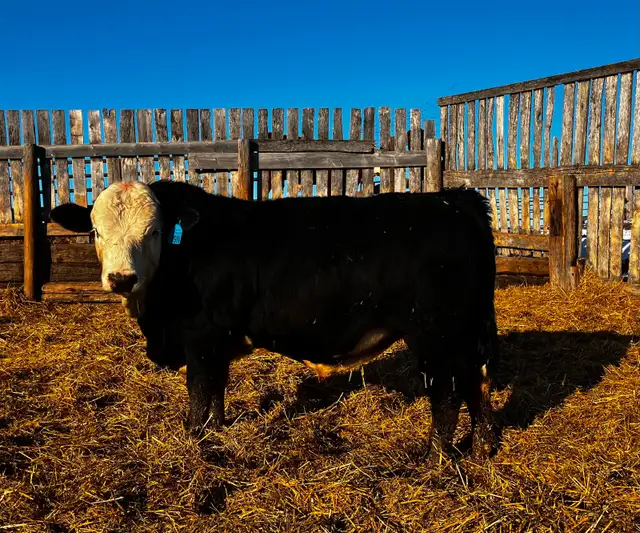 Fairview Metallica 49N -  BWF Simmental Bull