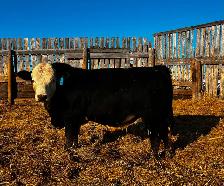 Fairview Metallica 49N -  BWF Simmental Bull