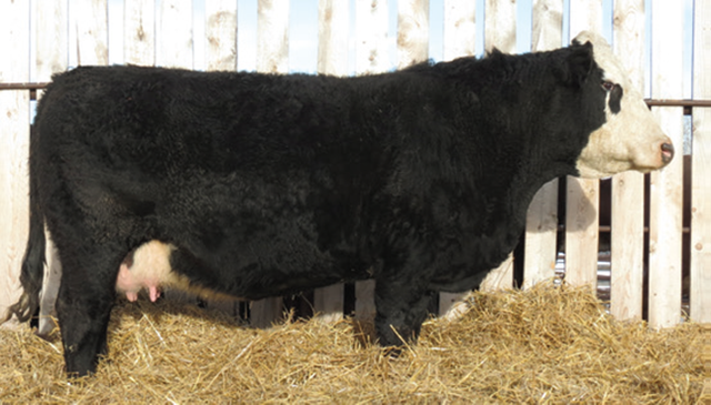 Fairview Metallica 49N -  BWF Simmental Bull - Photo 2