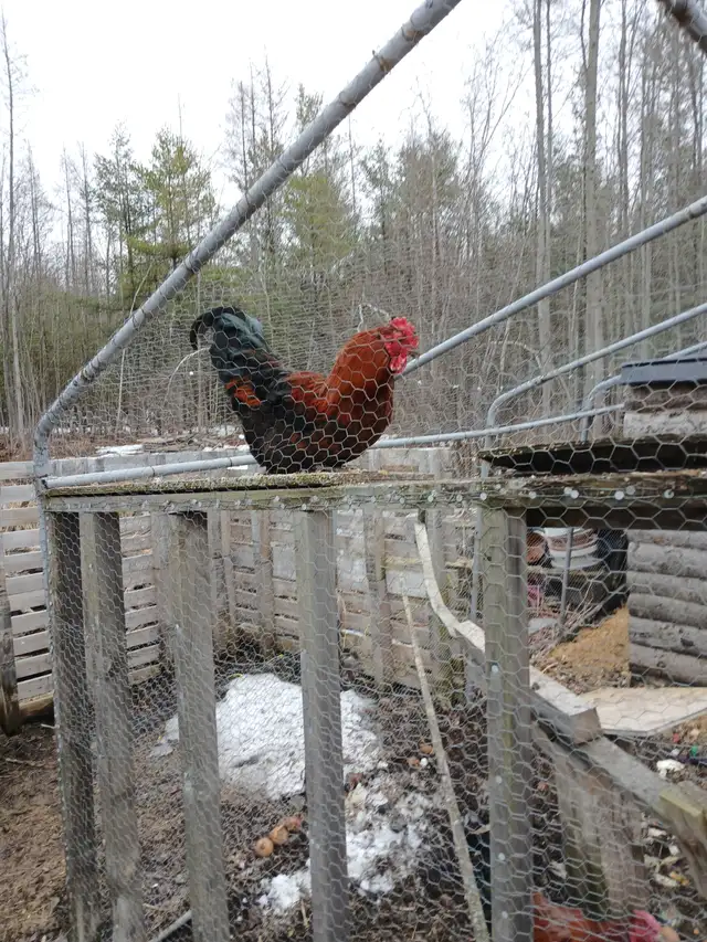 ROOSTER! - Photo 3