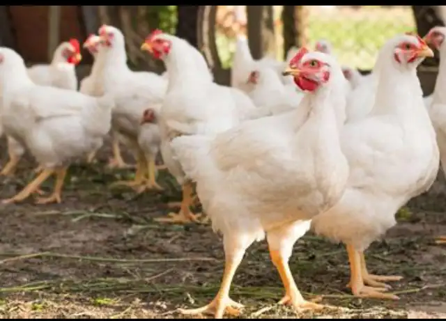 YOUNG HENS American Chicken