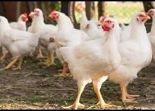 YOUNG HENS American Chicken