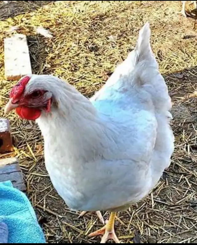 YOUNG HENS American Chicken - Photo 2