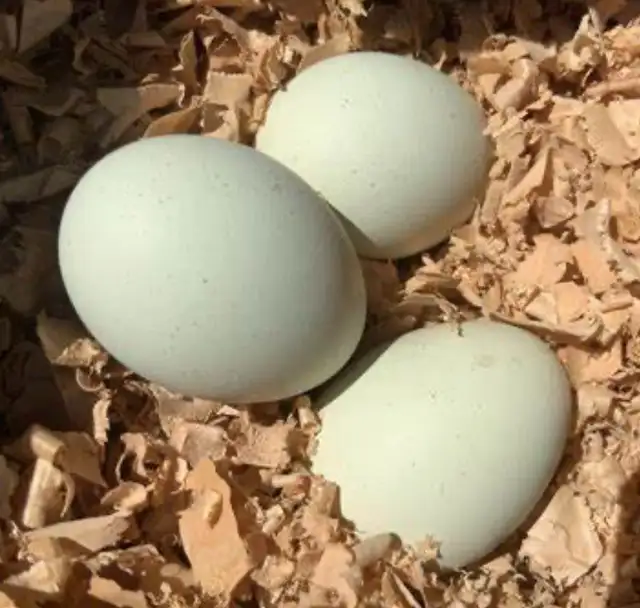 YOUNG HENS American Chicken - Photo 3