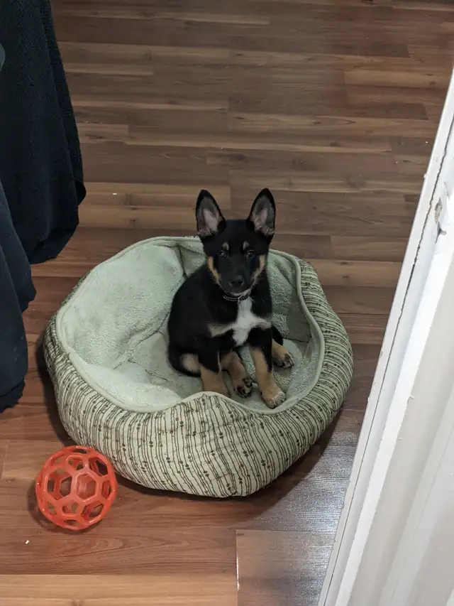 Ruff N' Tumbles House and Pet Sitting