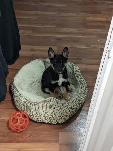 Ruff N' Tumbles House and Pet Sitting