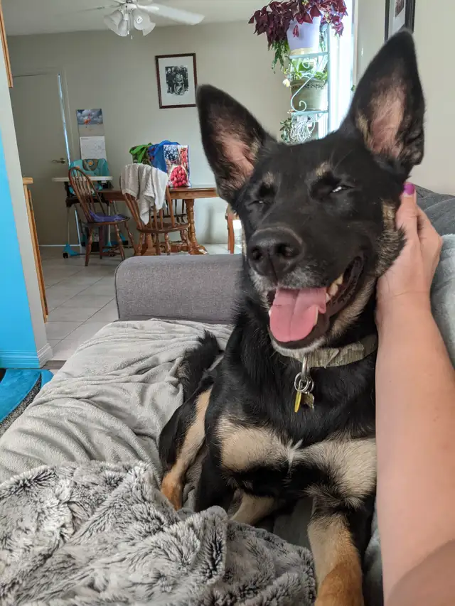 Ruff N' Tumbles House and Pet Sitting - Photo 2