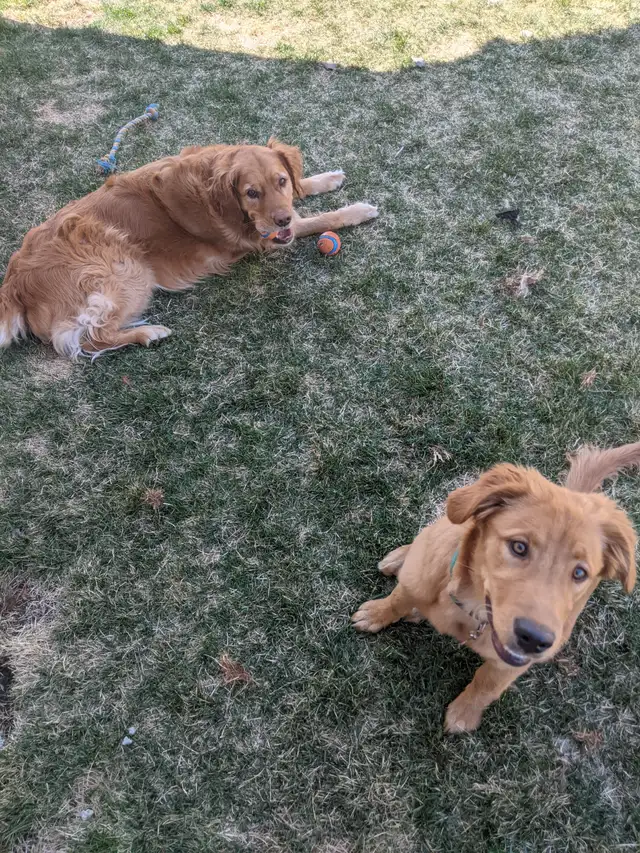 Ruff N' Tumbles House and Pet Sitting - Photo 3