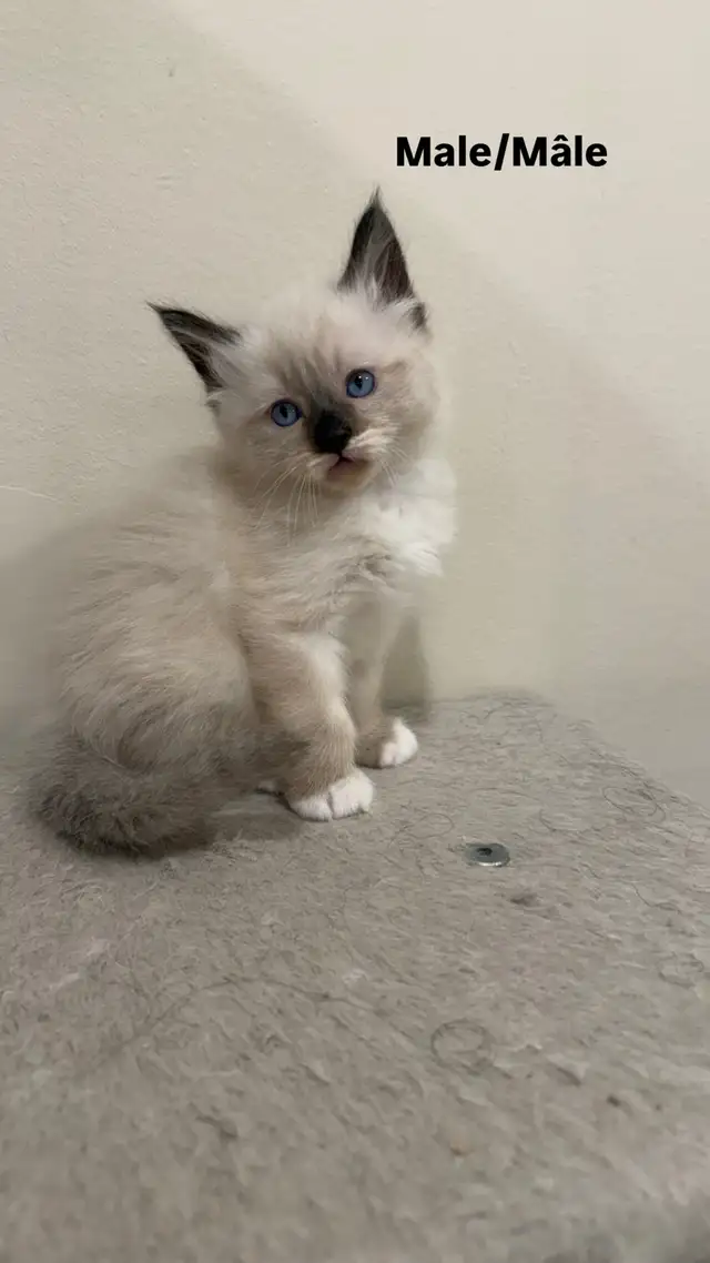RAGDOLL KITTENS