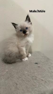 RAGDOLL KITTENS