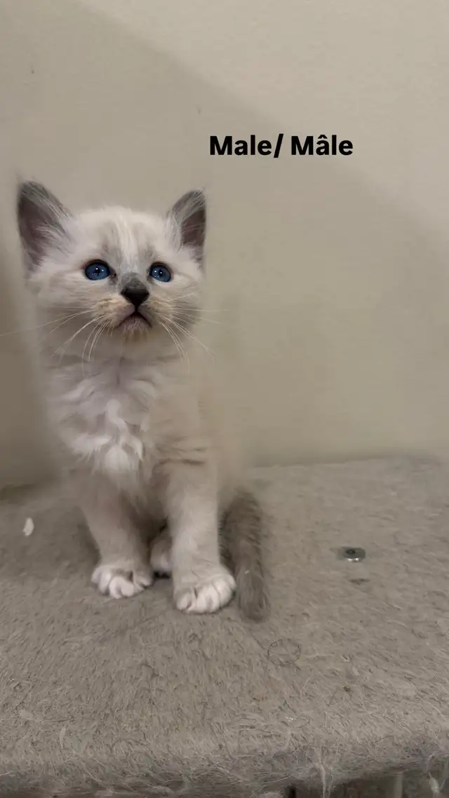 RAGDOLL KITTENS - Photo 2