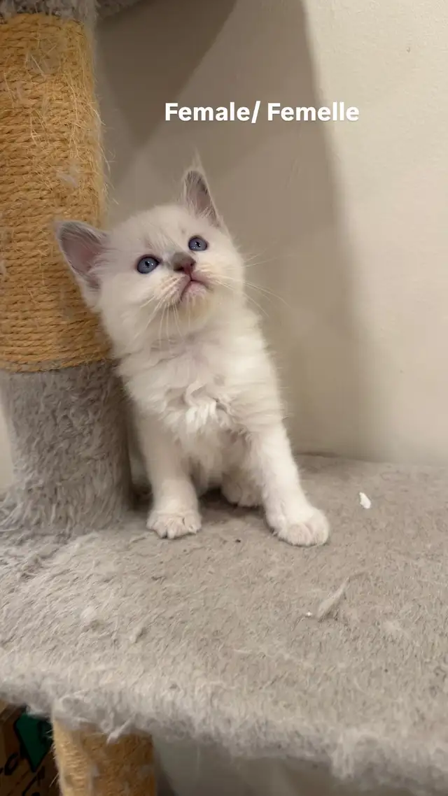 RAGDOLL KITTENS - Photo 3