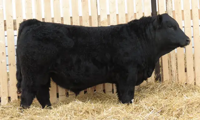 Fairview Tomahawk 70N - Black Simmental Bull