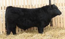 Fairview Tomahawk 70N - Black Simmental Bull