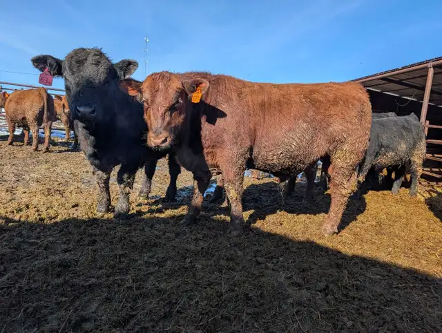 Angus and Simmental Bulls for Sale