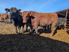 Angus and Simmental Bulls for Sale