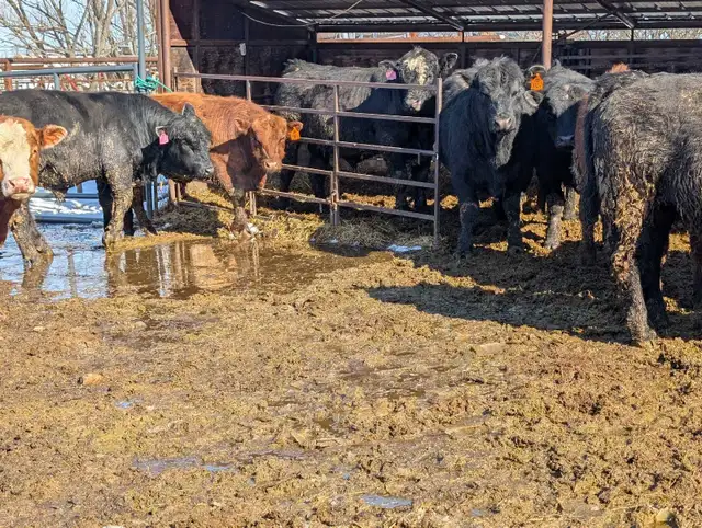 Angus and Simmental Bulls for Sale - Photo 2