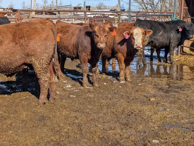 Angus and Simmental Bulls for Sale - Photo 3