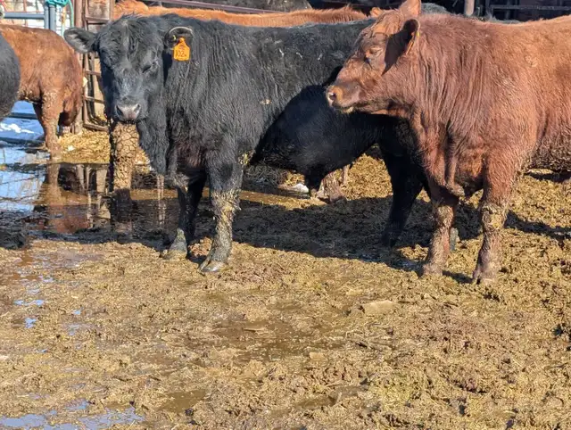 Angus and Simmental Bulls for Sale - Photo 4